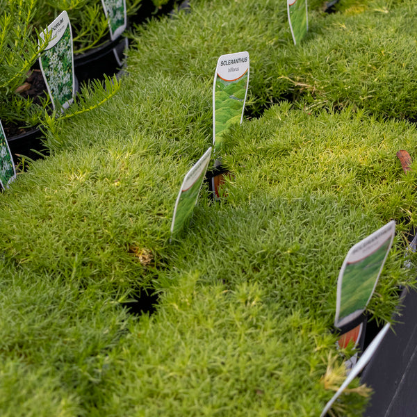 Scleranthus Biflorus Zen Moss - 14cm Pot