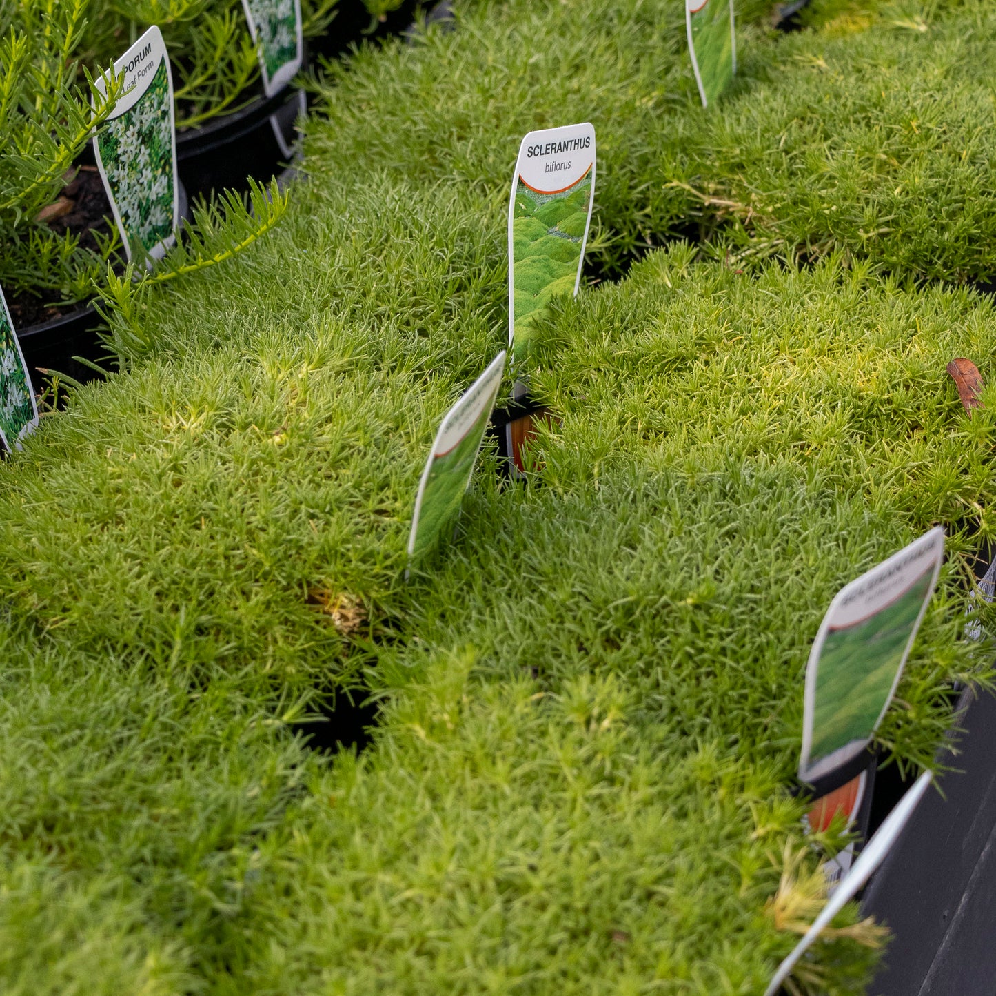 Scleranthus Biflorus Zen Moss - 14cm Pot