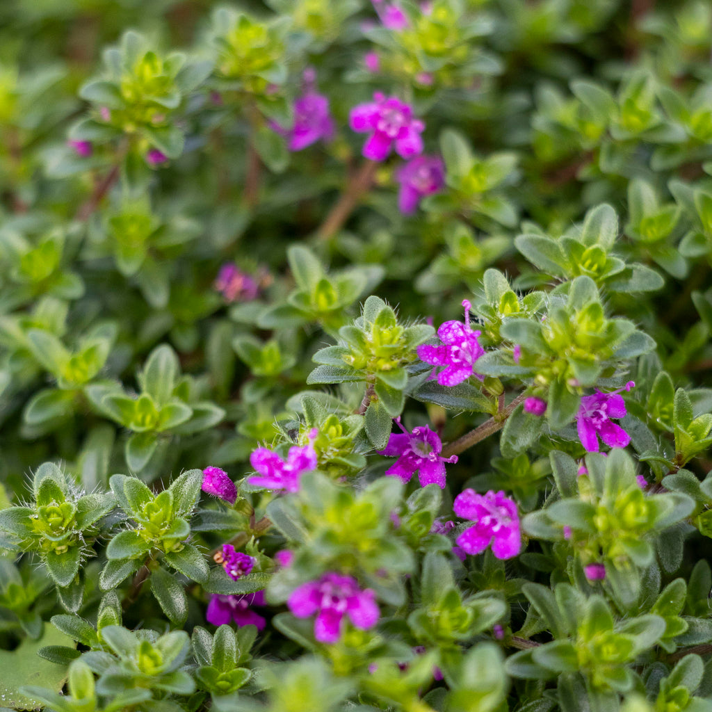 Thyme Creeping Pink - 14cm Pot