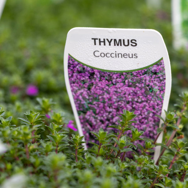 Thyme Creeping Pink - 14cm Pot