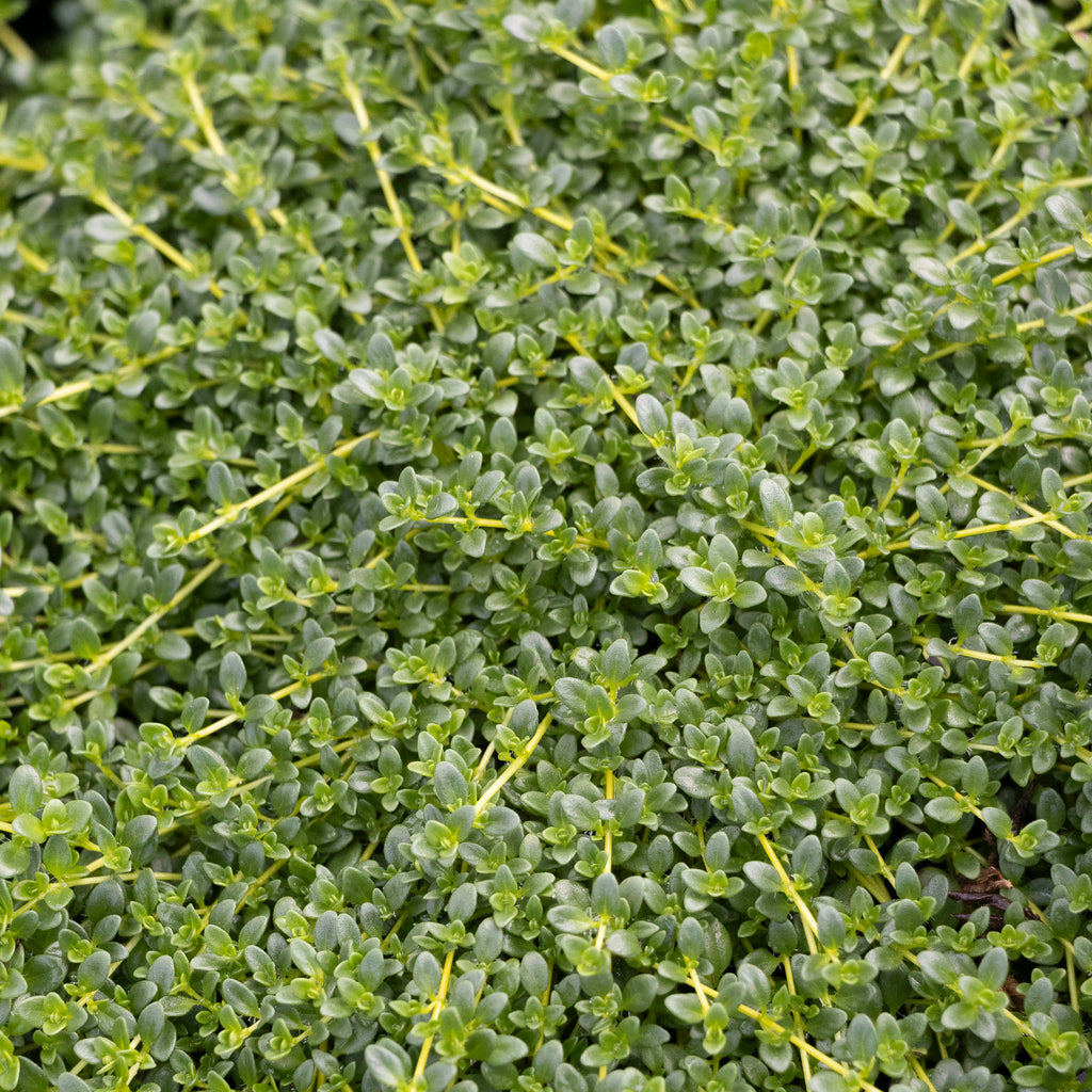 Thyme Creeping White - 14cm Pot