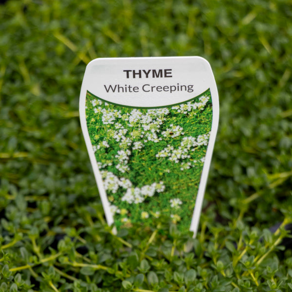 Thyme Creeping White - 14cm Pot