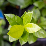 Trachelospermum Asiaticum - 14cm Pot