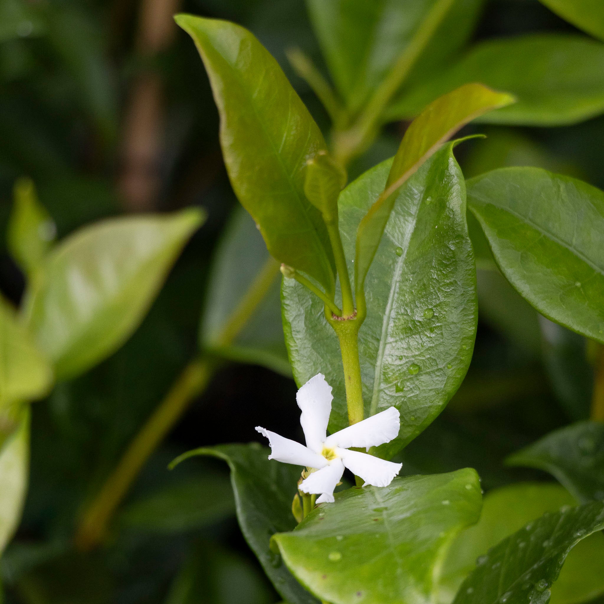 Trachelospermum Asiaticum - 14cm Pot