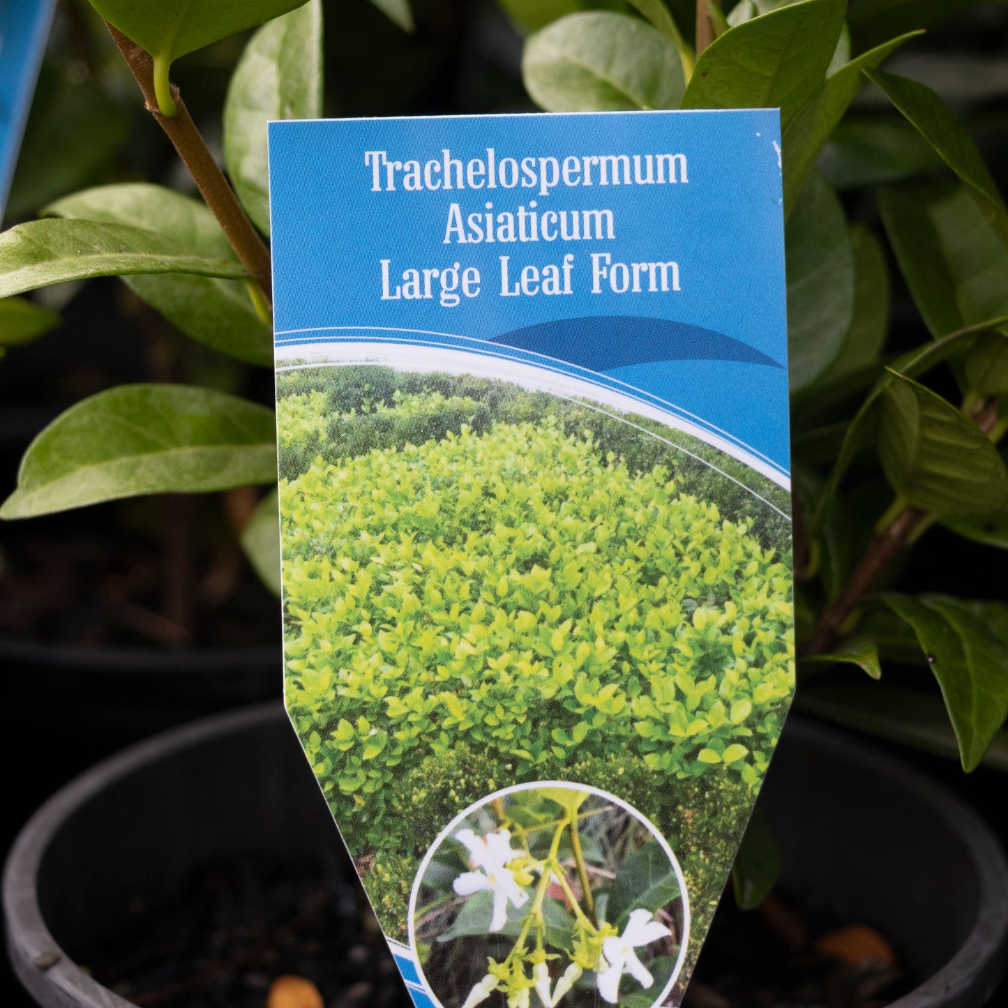 Trachelospermum Asiaticum - 14cm Pot