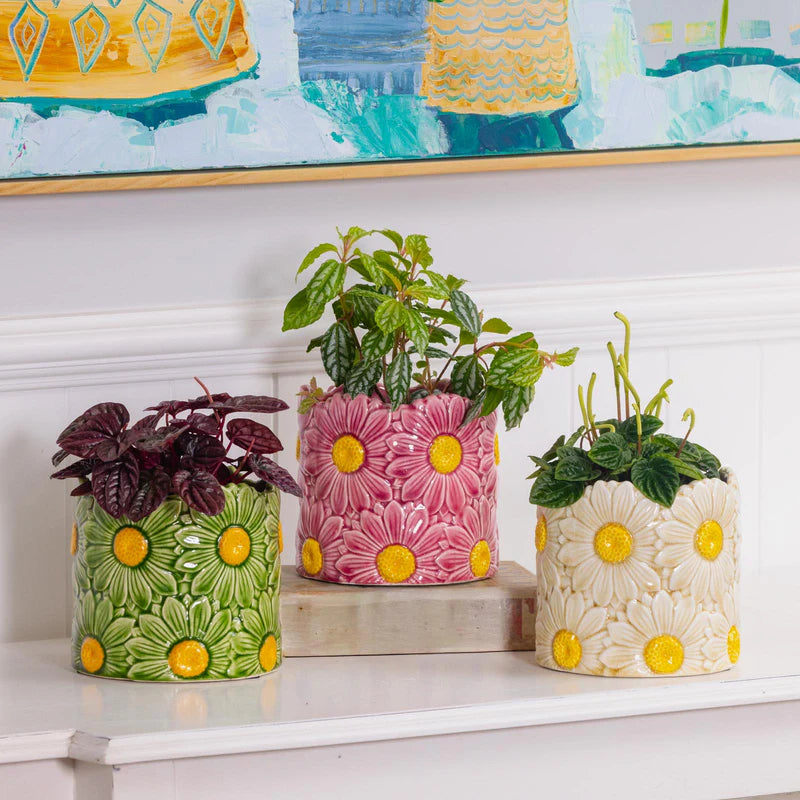 Daisy Pot - 16.5cm
