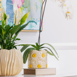 Daisy Pot - 16.5cm