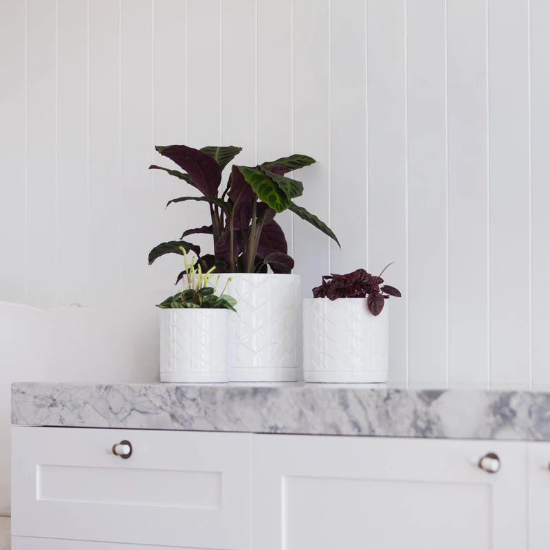 Eden Ceramic Pot -