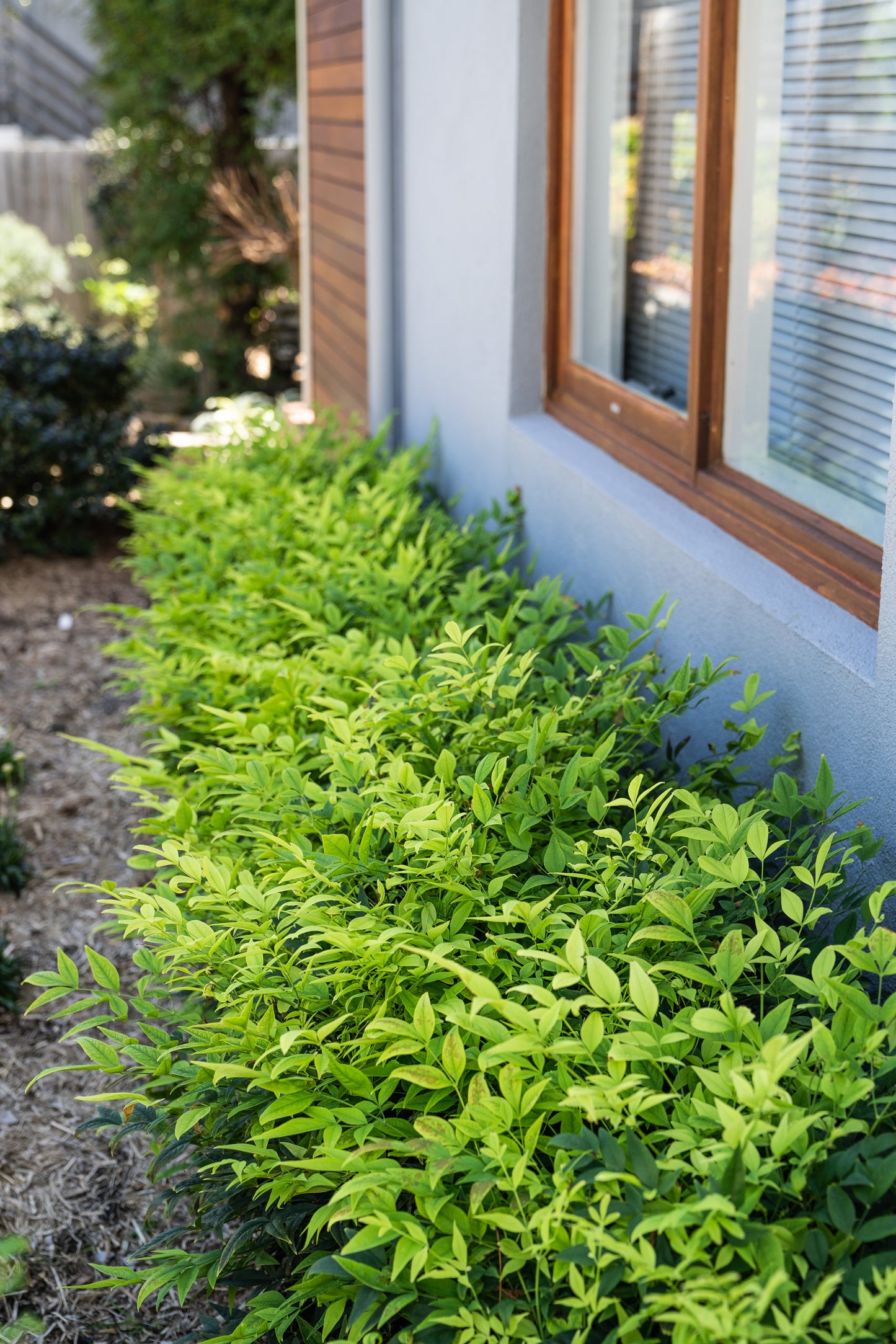 Nandina Magical Lemon Lime - 20cm Pot