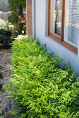 Nandina Magical Lemon Lime - 20cm Pot