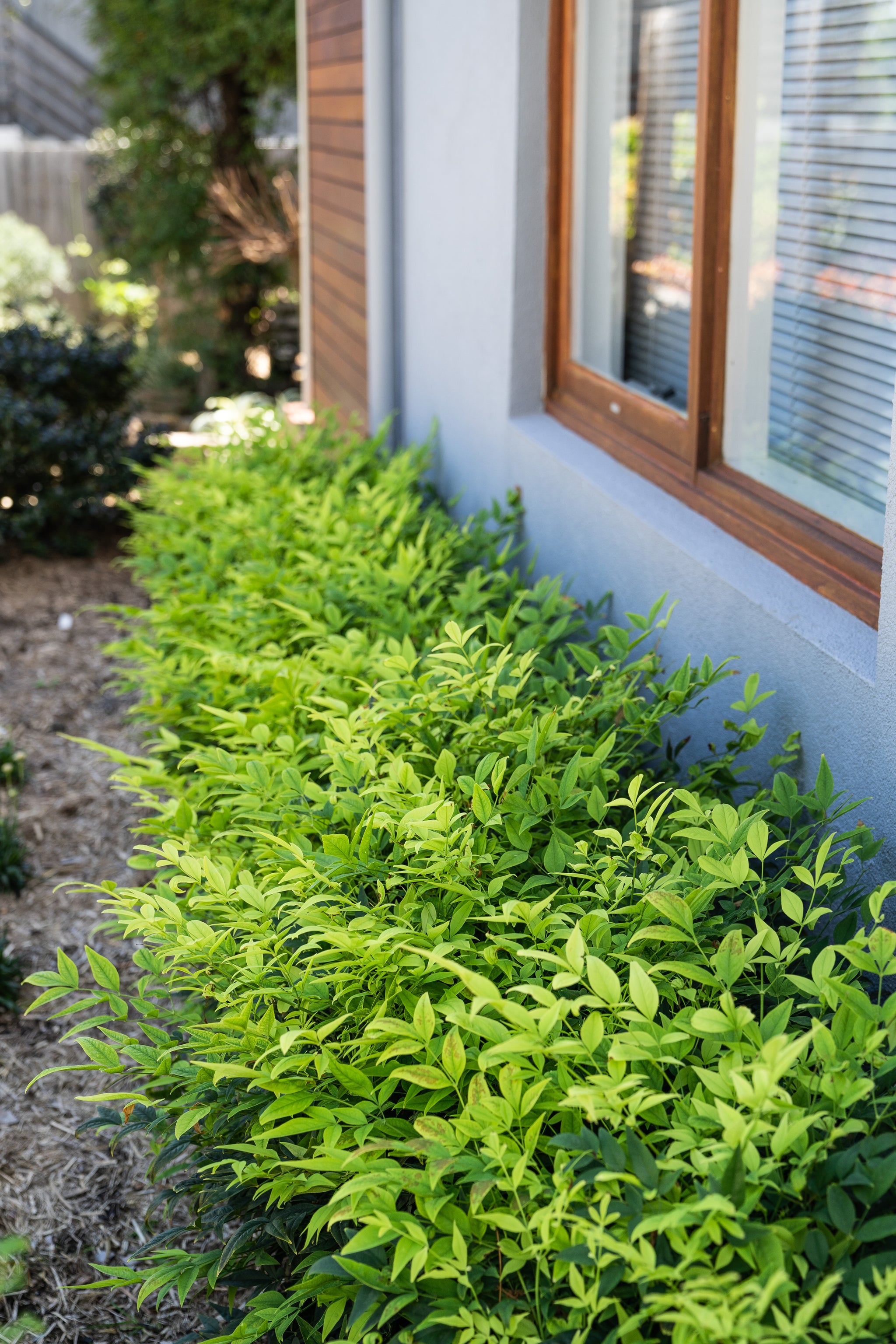 Nandina Magical Lemon Lime - 20cm Pot