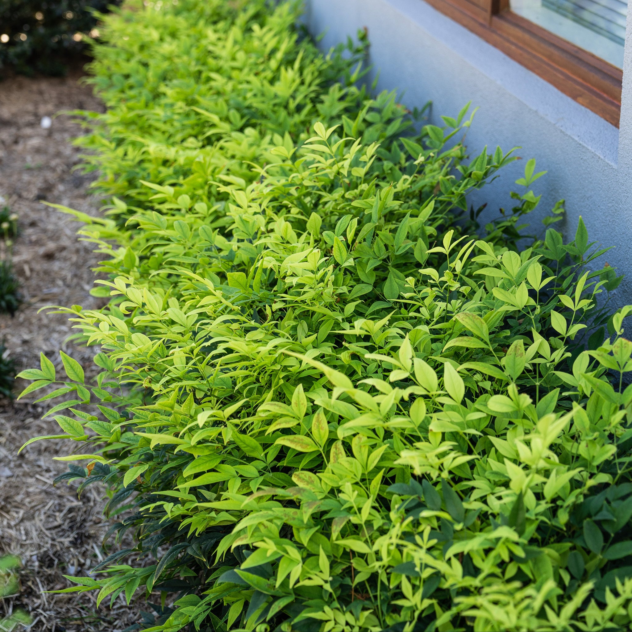 Nandina Magical Lemon Lime - 14cm Pot
