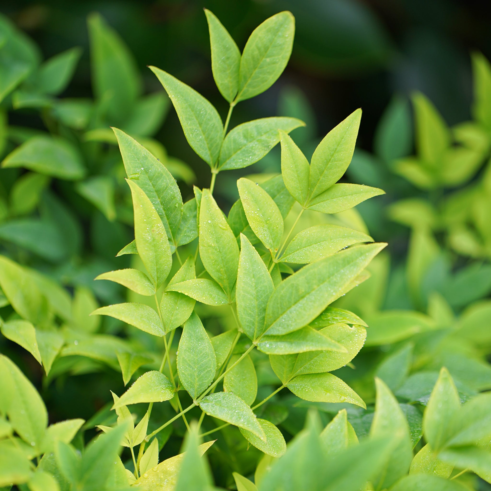 Nandina Magical Lemon Lime - 20cm Pot