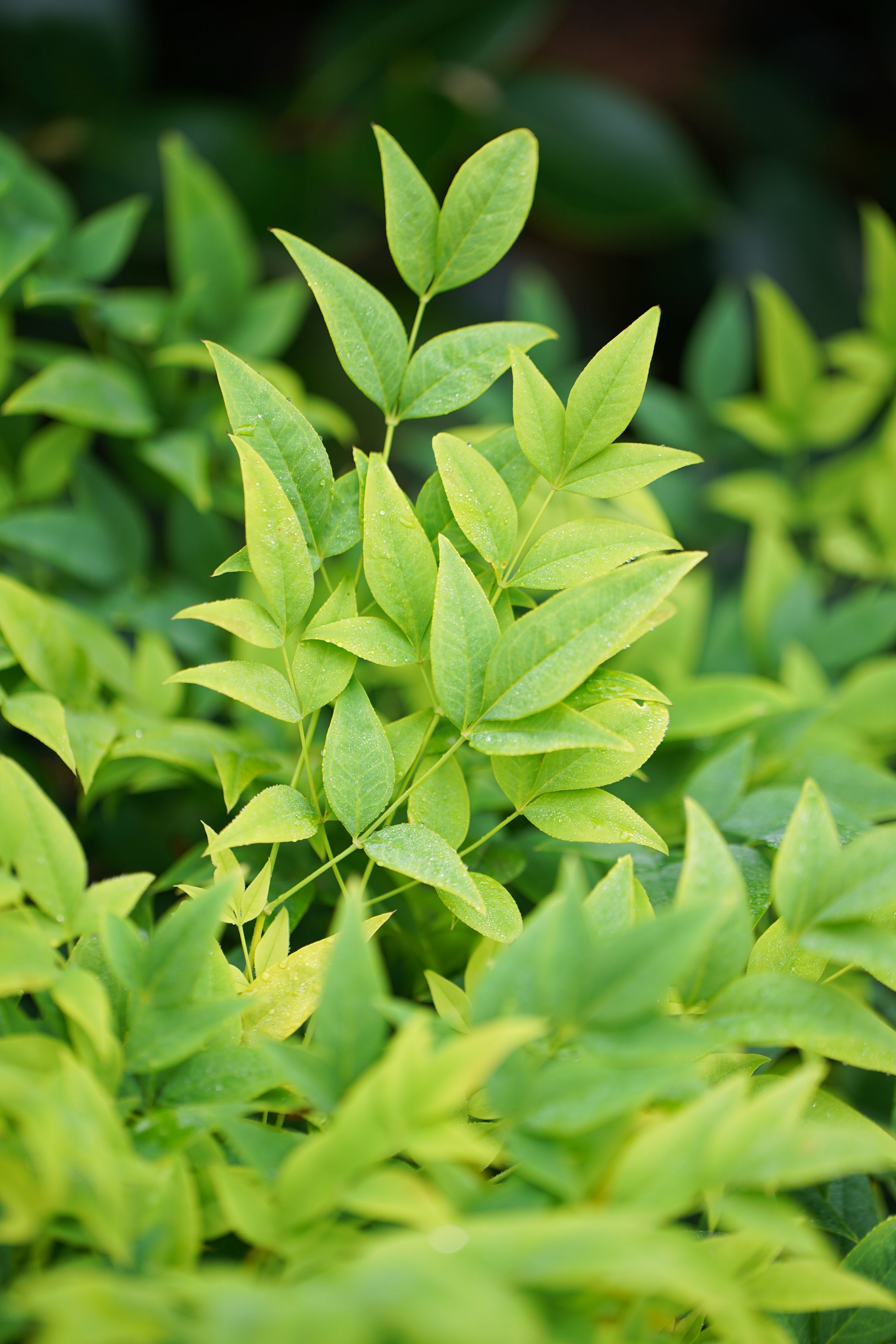 Nandina Magical Lemon Lime - 14cm Pot