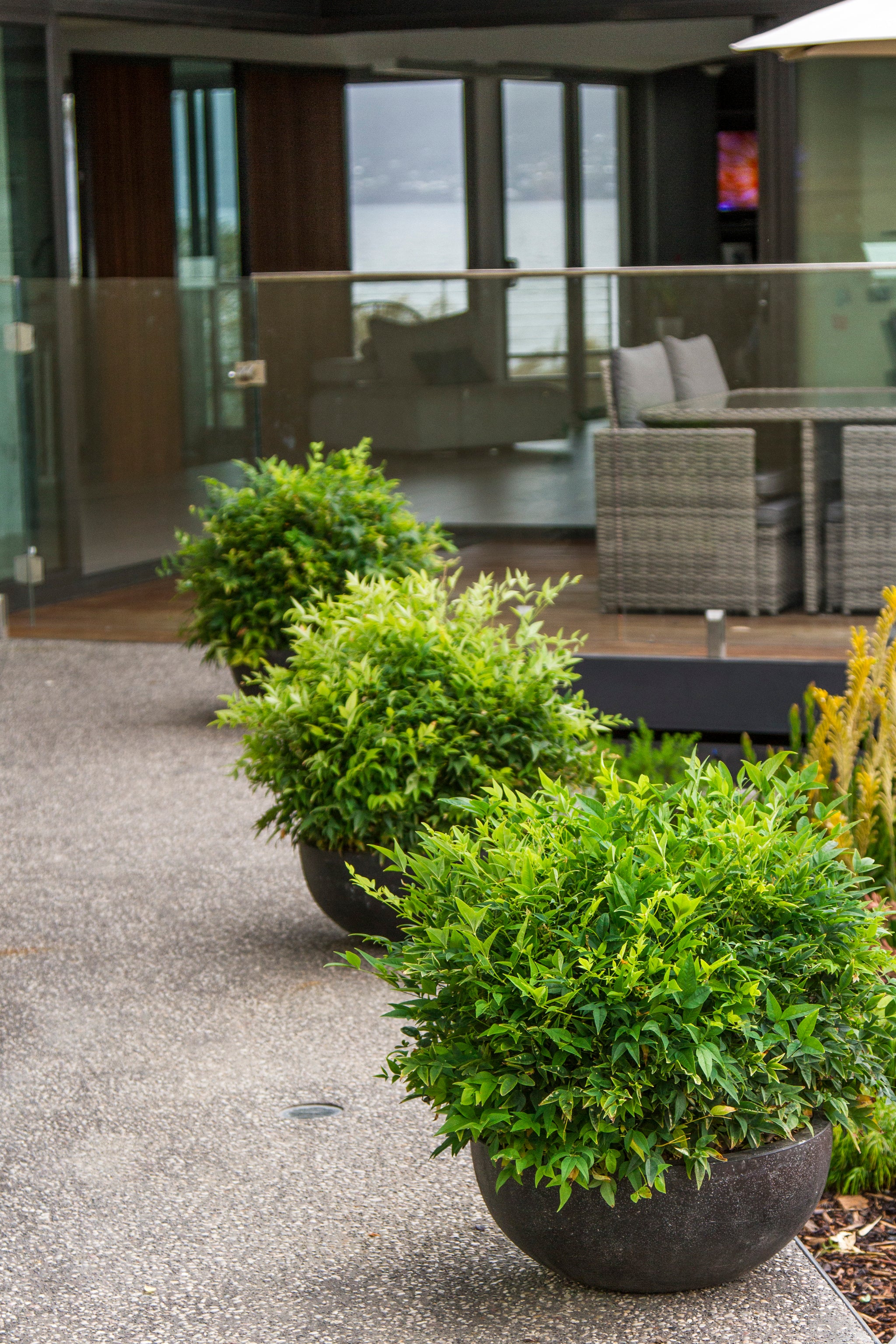 Nandina Magical Lemon Lime - 14cm Pot