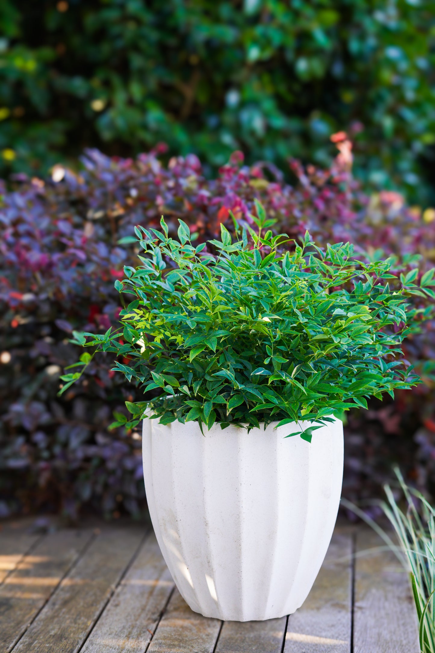 Nandina Magical Lemon Lime - 14cm Pot