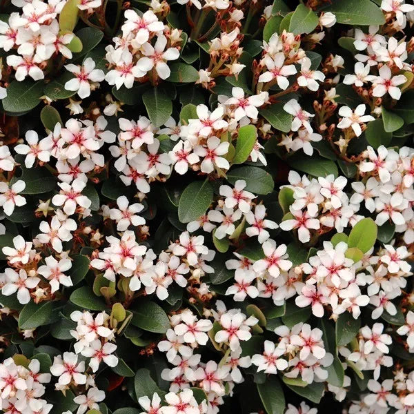 Rhaphiolepis Indica Spring Pearl - 17cm Pot