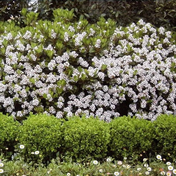 Rhaphiolepis Indica Spring Pearl - 17cm Pot