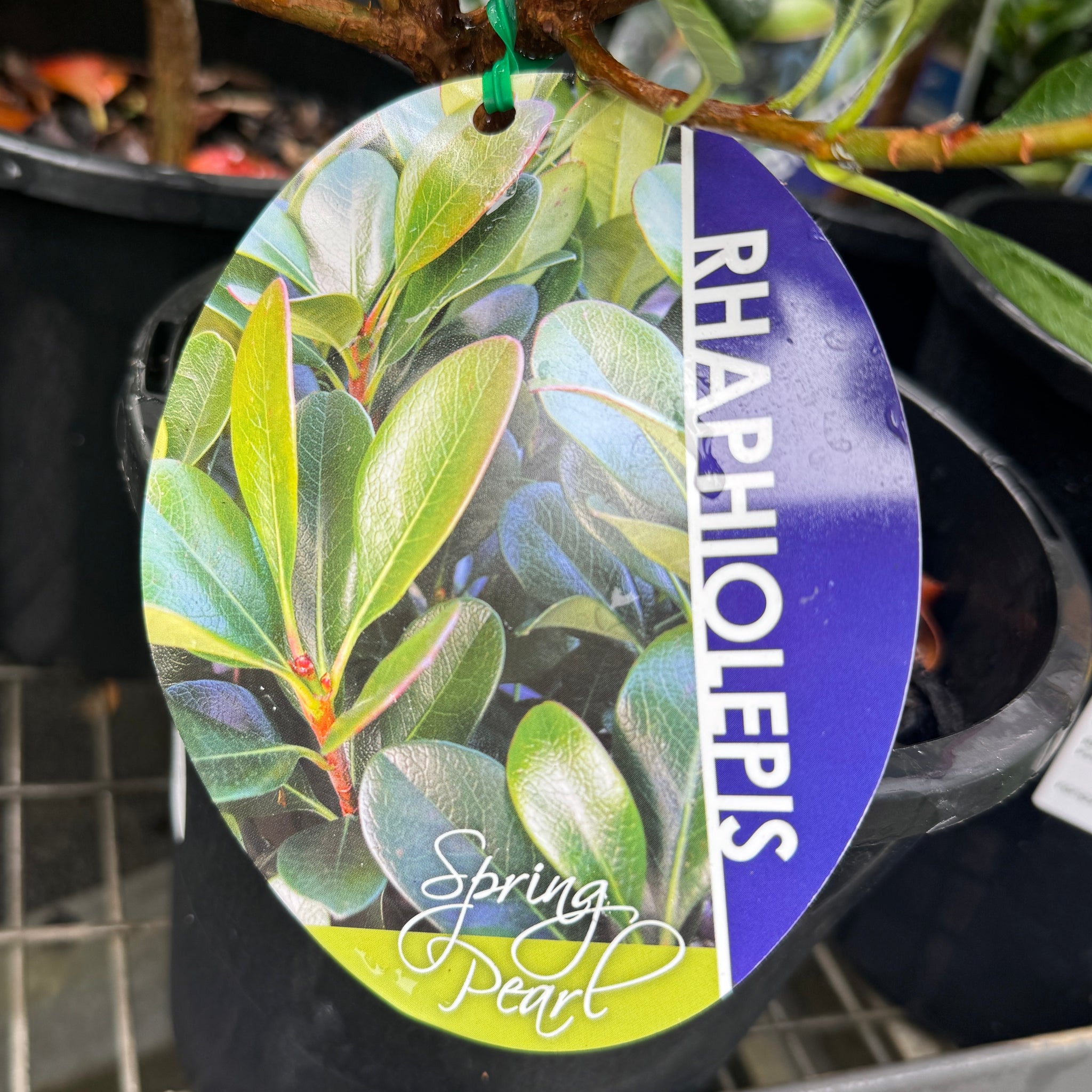Rhaphiolepis Indica Spring Pearl - 17cm Pot