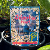 Rhaphiolepis Oriental Pearl - 20cm Pot