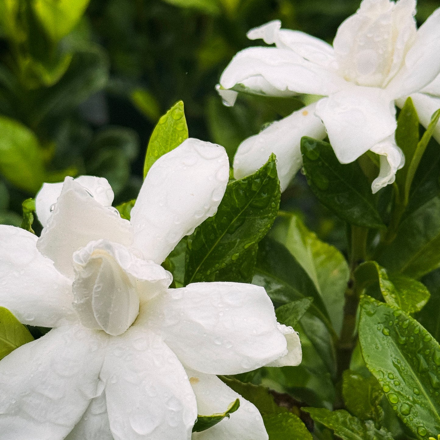 Gardenia Four Seasons - 20cm Pot