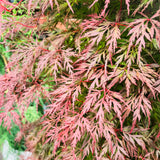 Acer Orangeola - 40cm Pot