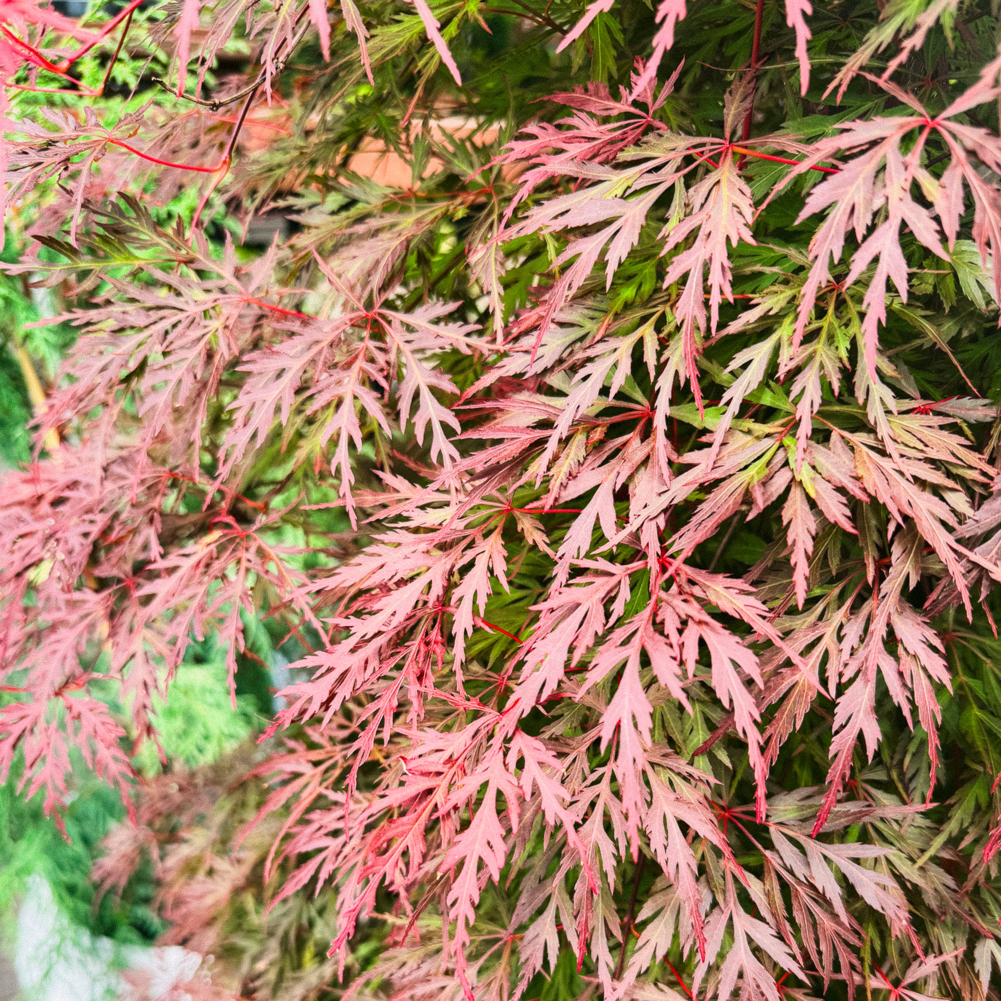 Acer Orangeola - 40cm Pot