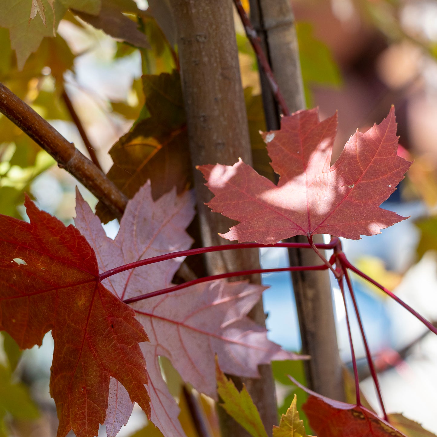 Acer Freemanii Jeffersred/Autumn Blaze - 33cm Pot