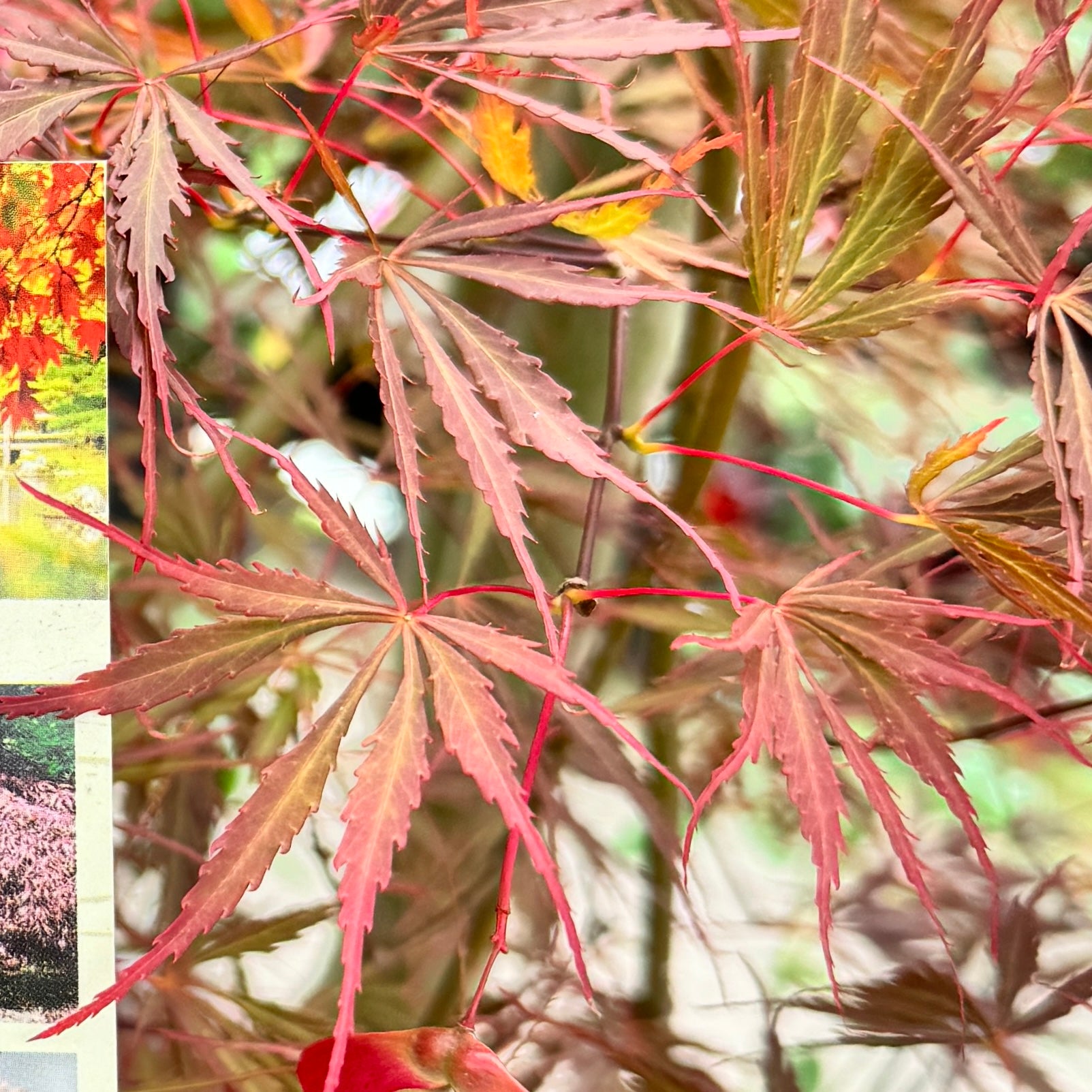 Acer Inaba Shidare - 20cm Pot