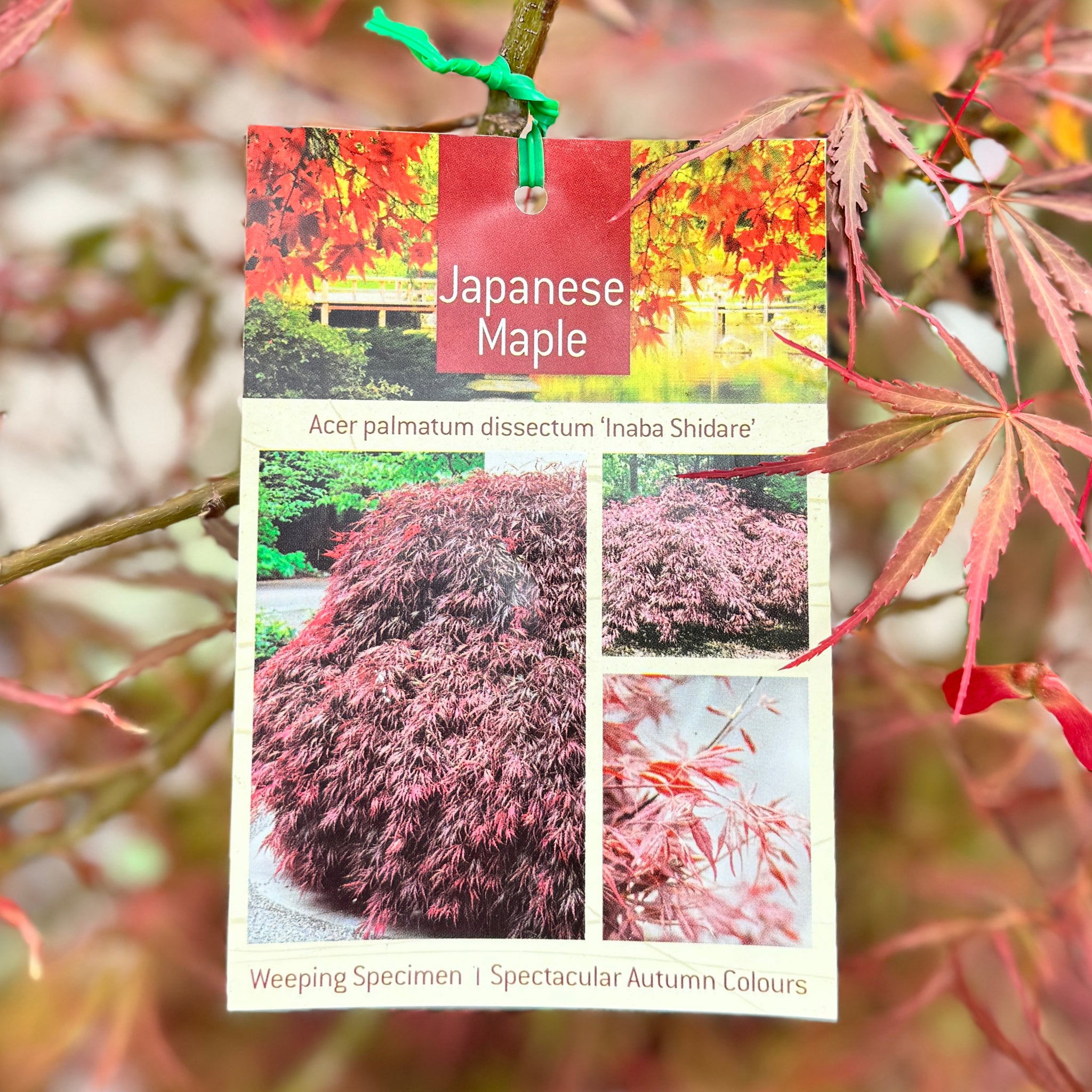 Acer Inaba Shidare - 20cm Pot