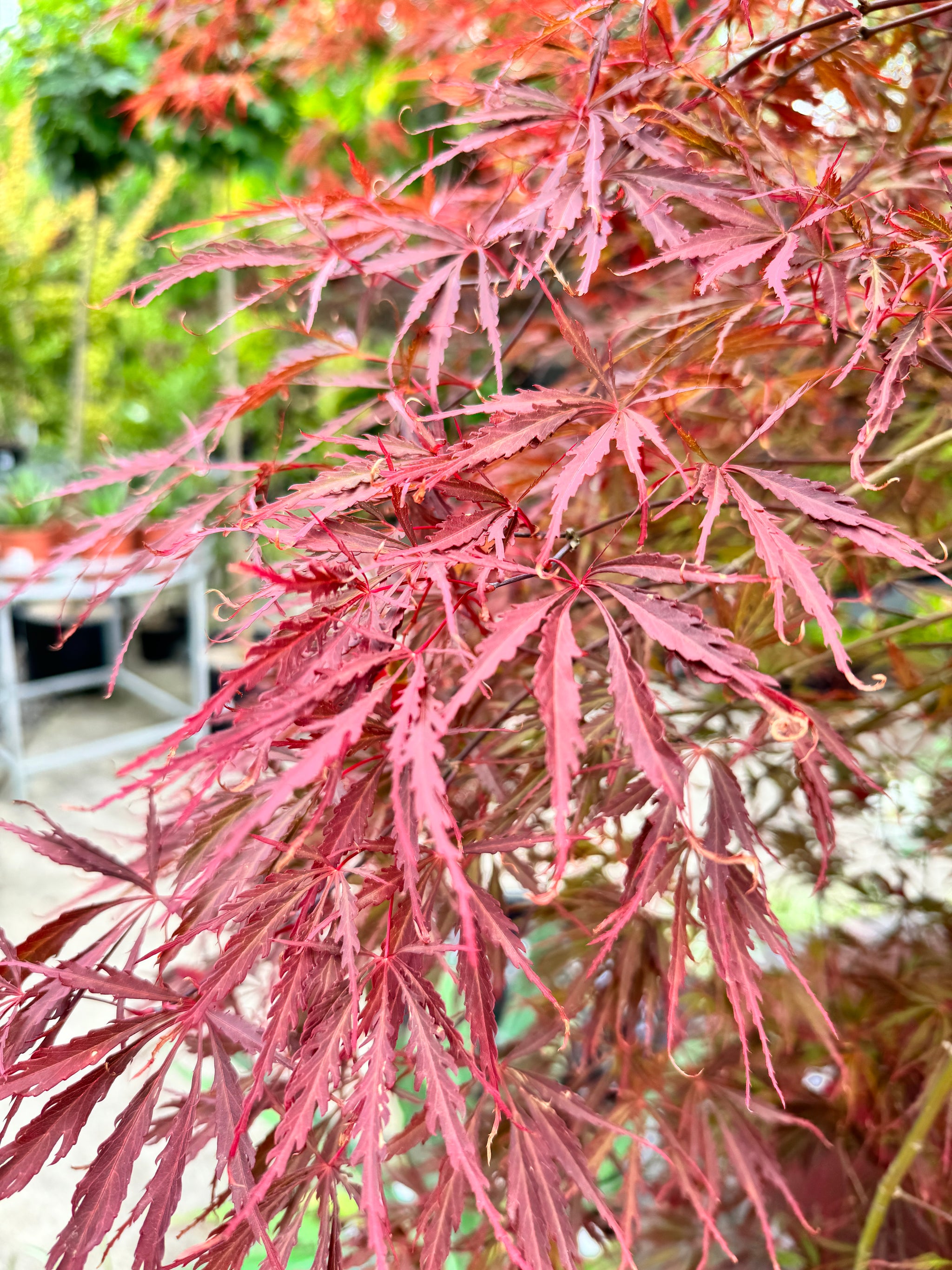 Acer Inaba Shidare - 20cm Pot