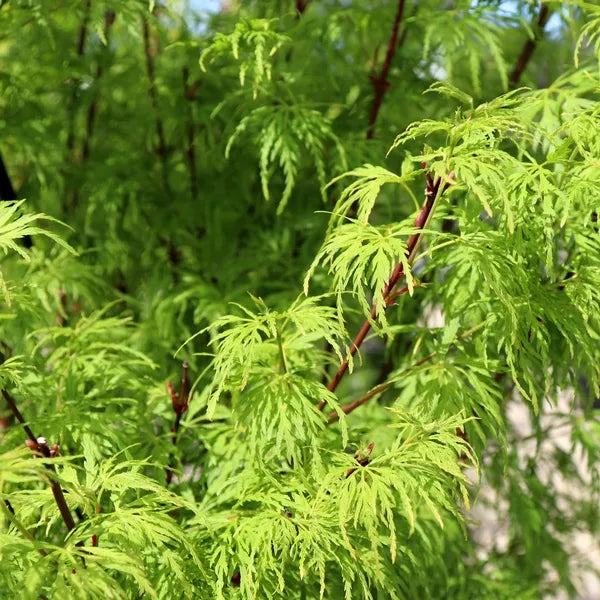 Acer Seiryu - 40cm Pot