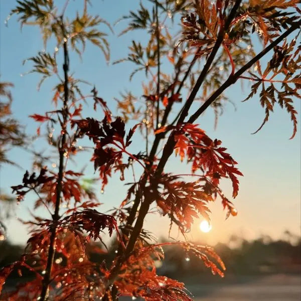 Acer Seiryu - 40cm Pot