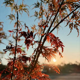 Acer Seiryu - 30cm Pot