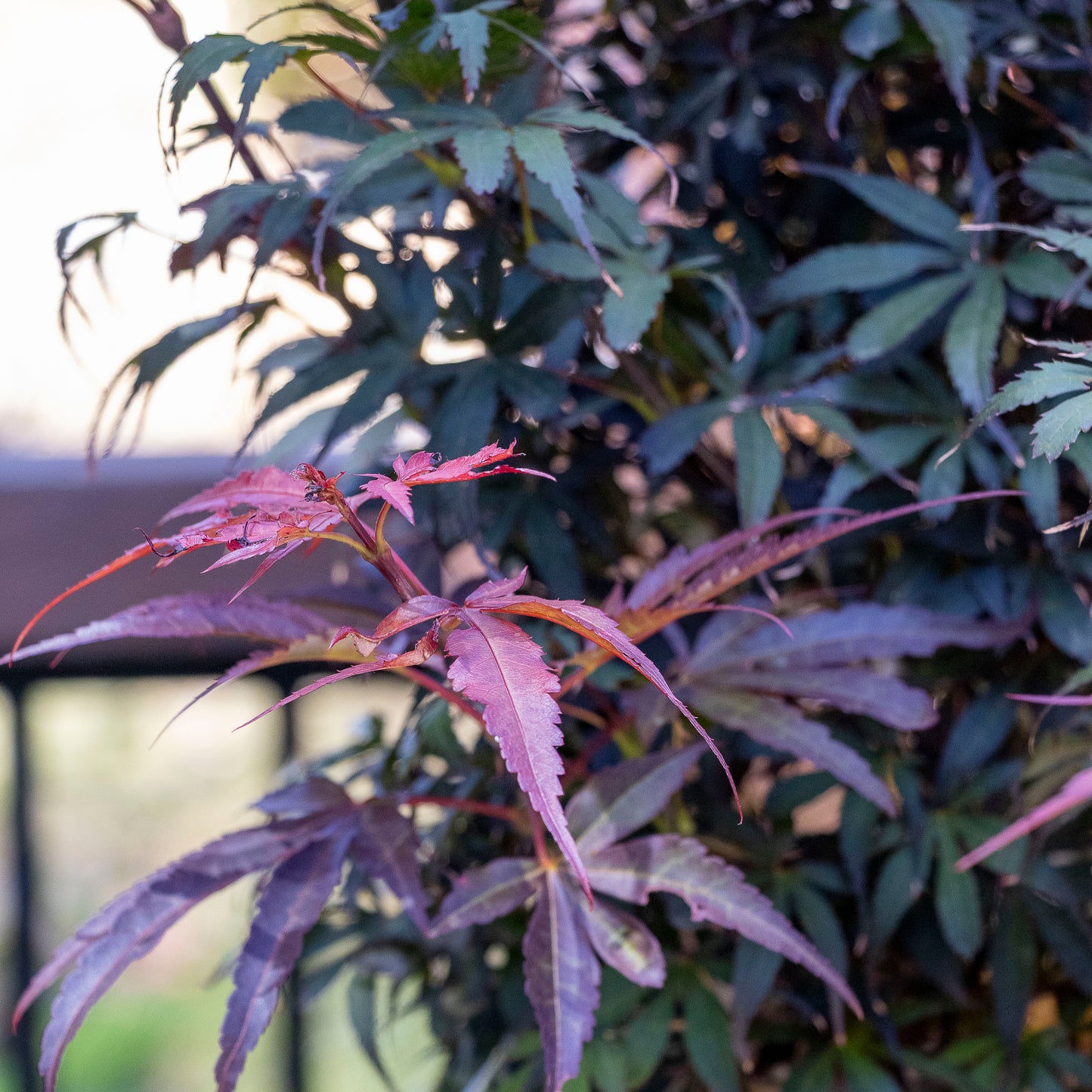 Acer Skeeters Broom - 33cm Pot