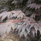 Acer Yasemin - 30cm Pot