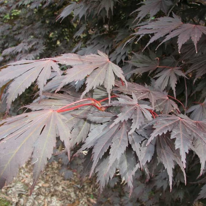 Acer Yasemin - 30cm Pot