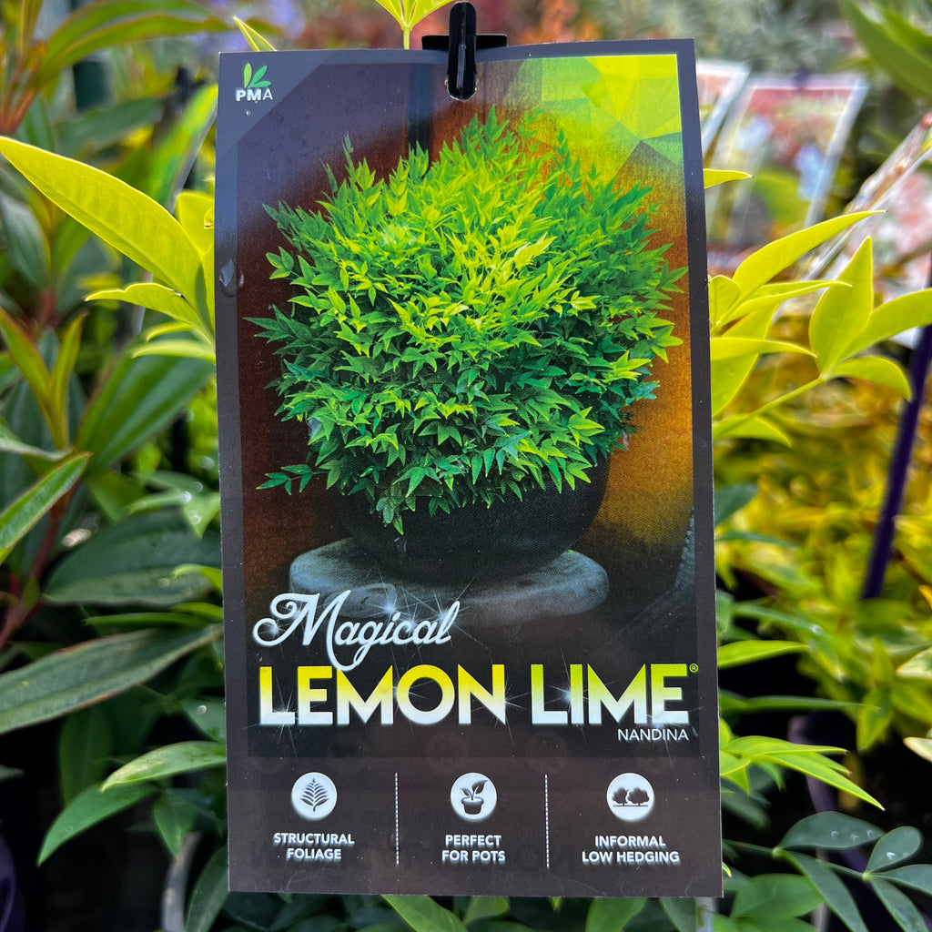 Nandina Magical Lemon Lime - 20cm Pot