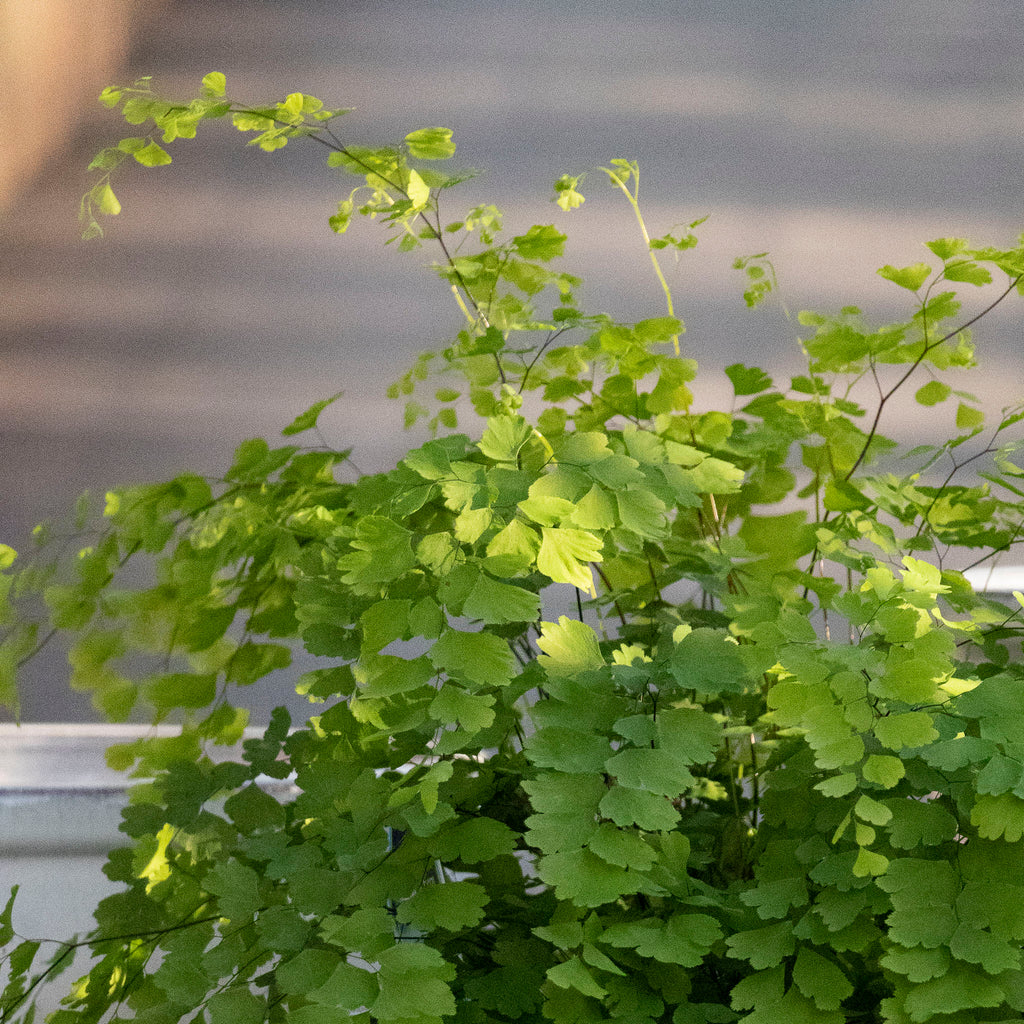 Adiantum Fragrans Maidenhair Fern - 13cm Pot