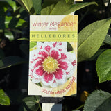 Helleborus Double White Spotted - 14cm Pot