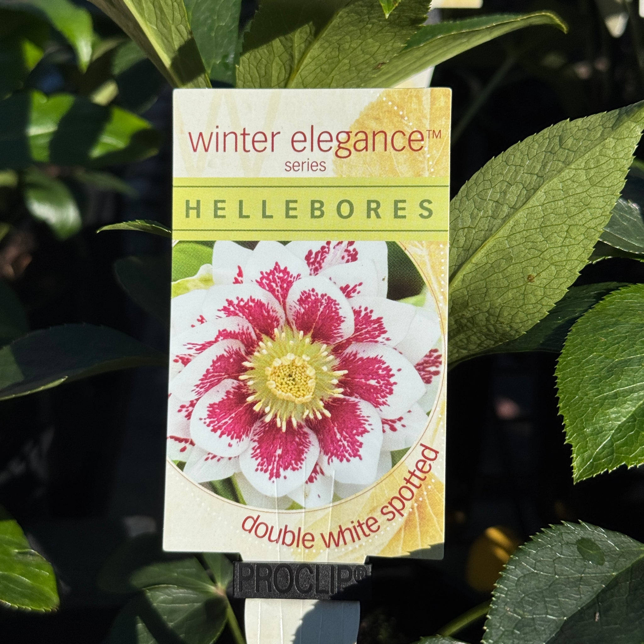 Helleborus Double White Spotted - 14cm Pot