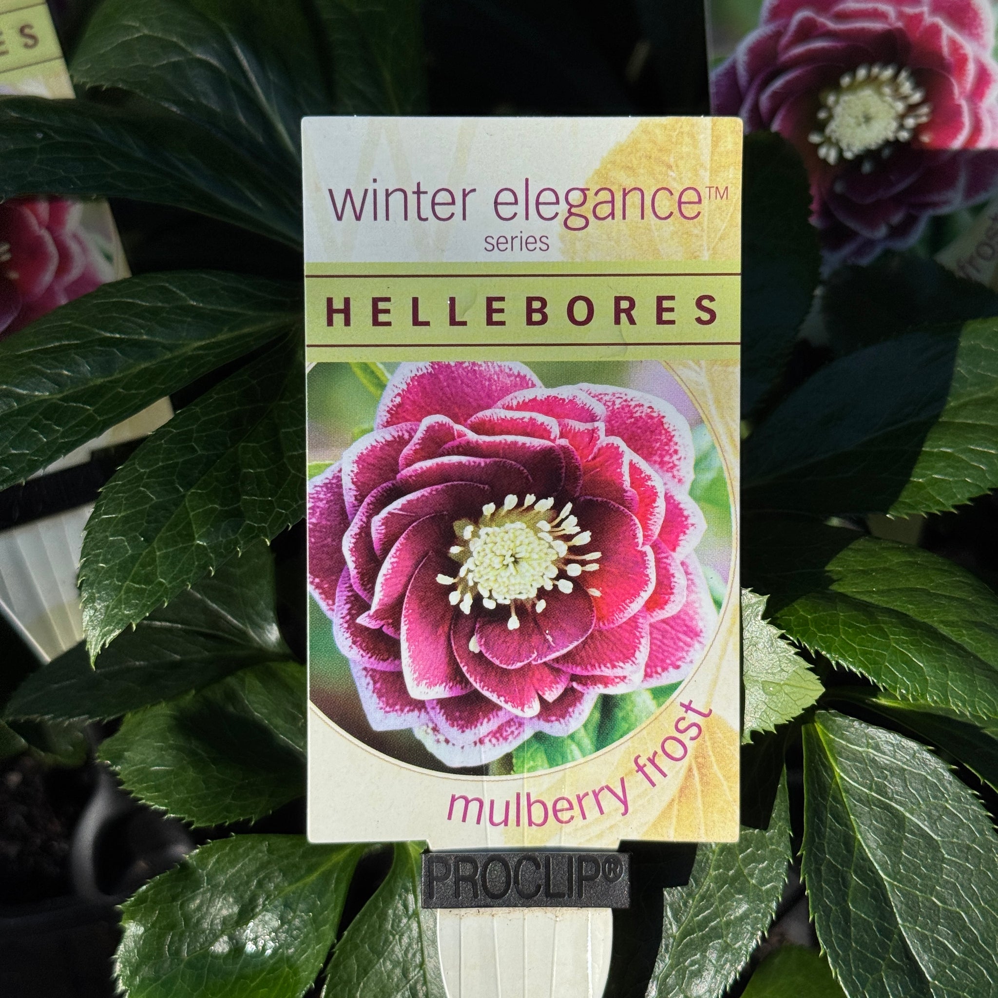 Helleborus Mulberry Frost - 14cm Pot