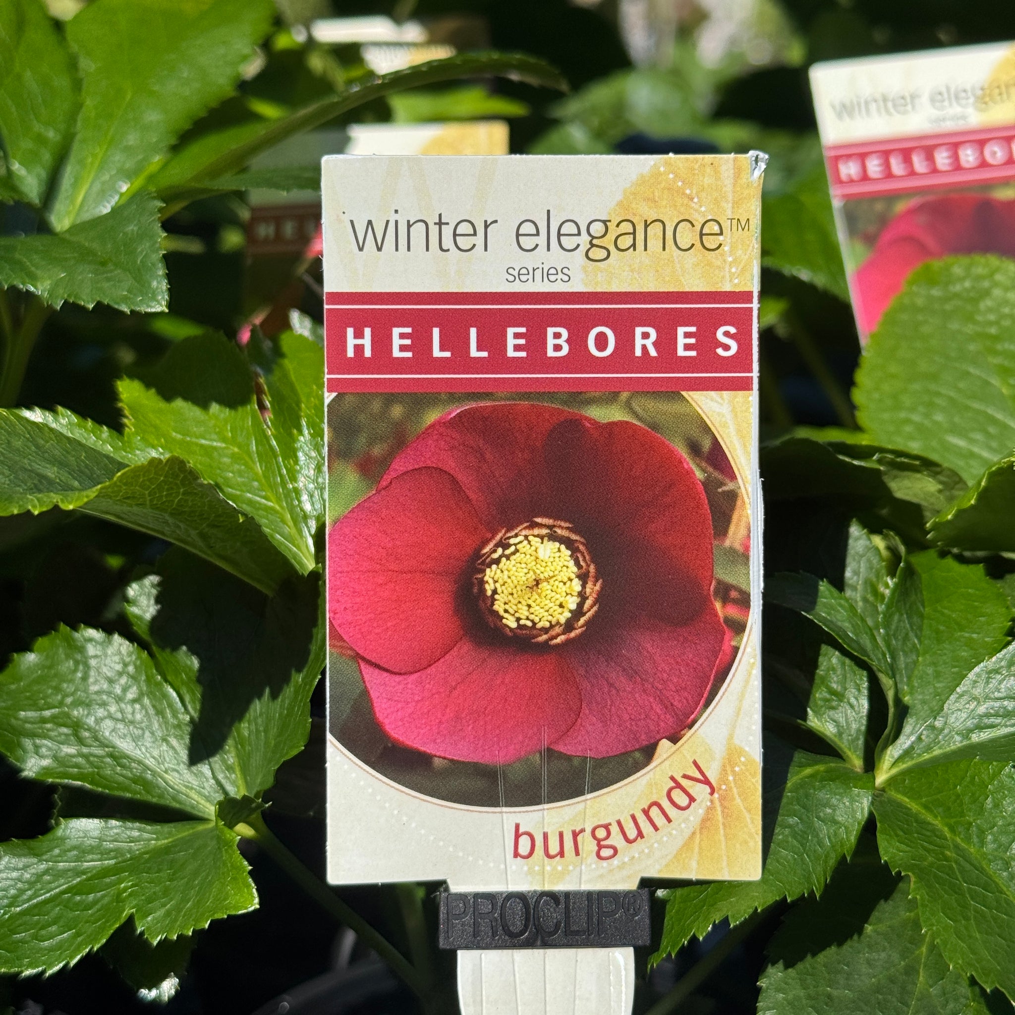 Helleborus Burgundy - 14cm Pot