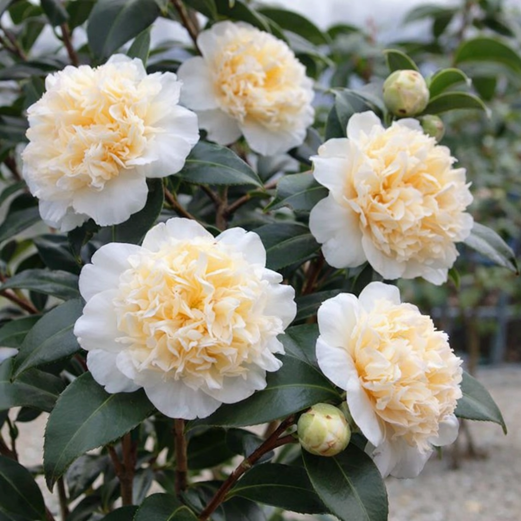 Camellia Brushfields Yellow - 20cm Pot