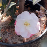 Camellia Paradise Blush - 20cm Pot