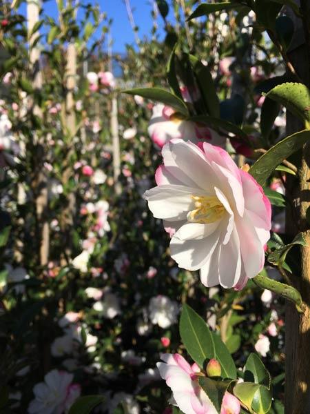 Camellia Paradise Blush - 20cm Pot
