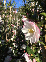 Camellia Paradise Blush - 20cm Pot