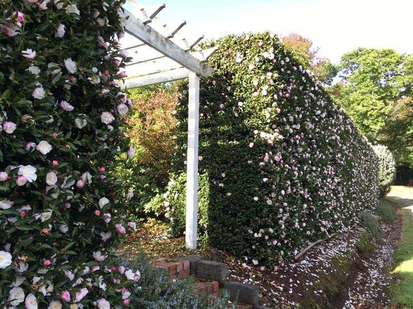 Camellia Paradise Blush - 20cm Pot
