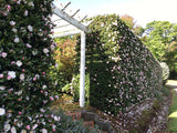 Camellia Paradise Blush - 20cm Pot