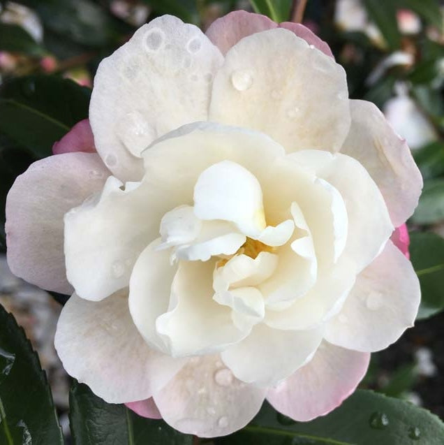 Camellia Paradise Pearl - 20cm Pot